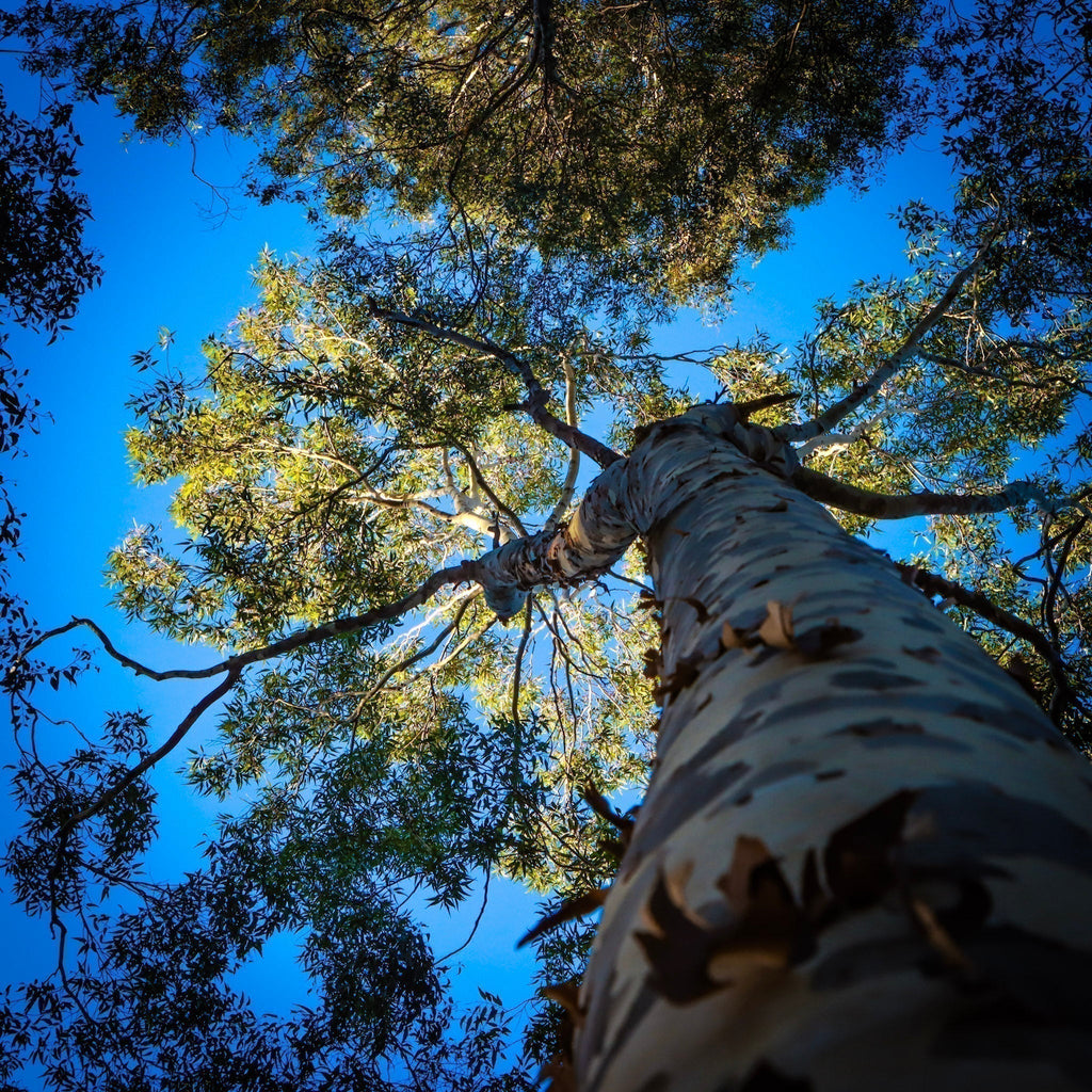 Why Jarrah Honey is the King of Honey – and a Superior Choice Over Manuka Honey for Skincare